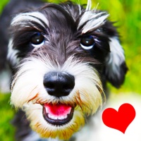 Contacter Chiens - Tout pour les amoureux des chiens!
