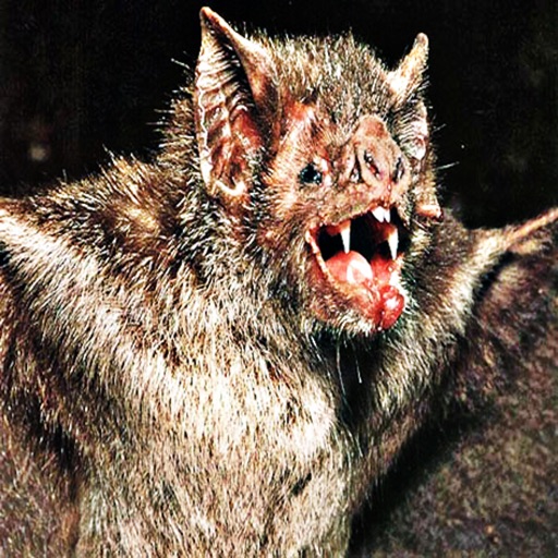 Bats - Sound Effects, Ringtones, Alerts and More