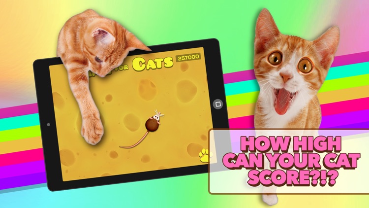 Game for Cats screenshot-3