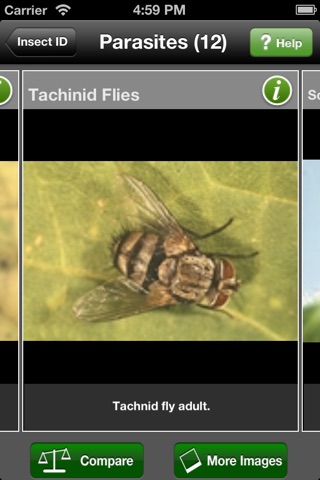 Insect ID: The Ute Guide screenshot 3