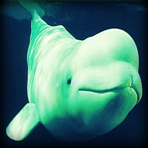 Beluga Whale - Cold Ocean Sounds Ringtones and Alert Noises icon