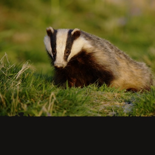 Badger Sounds icon