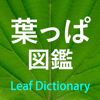 Produce Media, K.K. - 葉っぱ図鑑 - Leaf Dictionary - アートワーク