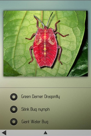 Insects Pedia screenshot 2