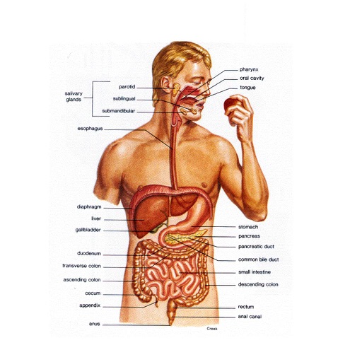 Gastroenterology Comprehensive Review Course Board Review Gastroenterology and Hepatology icon