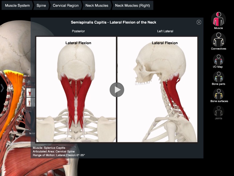 Essential Muscle + Skeleton Anatomy