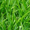 Grass Wallpapers