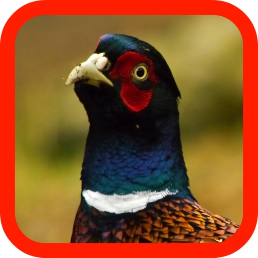 Pheasant Hunter iOS App