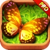 A Butterfly Farm HD Pro