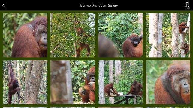 OrangUtan - Indonesia(圖5)-速報App