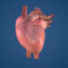 Structure of heart