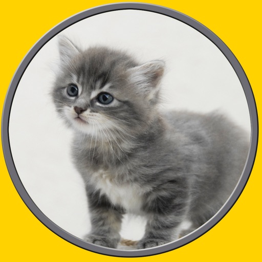 competition for cats - no ads icon