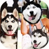 Siberian Husky Fan Snap : Add cute love stickers to your photos with just a kiss