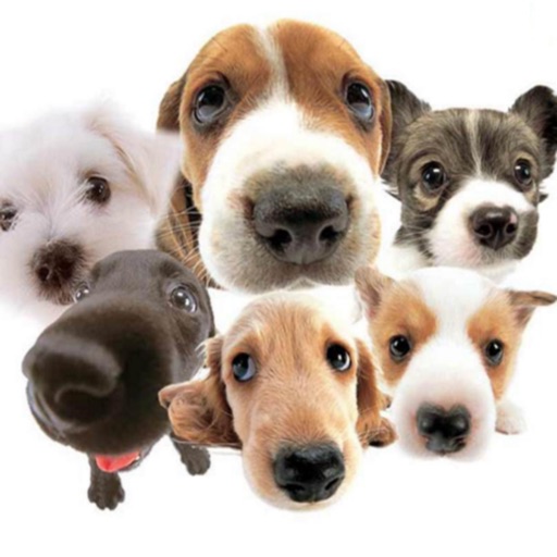 Dogs Puzzles Full icon