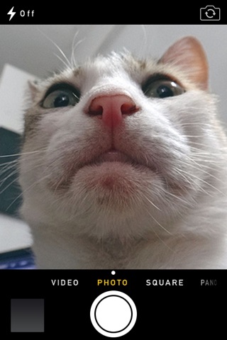 Pet Selfie screenshot 2