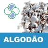 Algodão Stoller