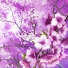 Sakura Wallpapers - Cherry Blossom Flowers