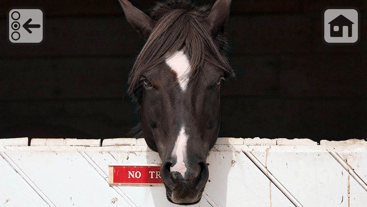 100 Things: Horses – Video & Picture Book for Toddlers