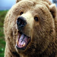 Grizzly Bear Sound Effects - High Quality Bear Calls for Hunting PC 용
