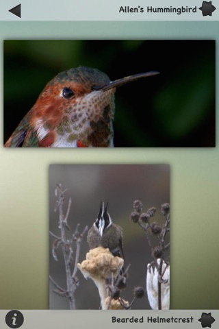 Hummingbirds Collection screenshot 4