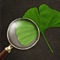 The non-profit Arbor Day Foundation’s Tree Identification Guide: What Tree Is That
