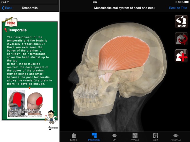 DS ANATOMY HEAD & NECK MUSCULOSKELETAL SYSTEM Lite(圖2)-速報App