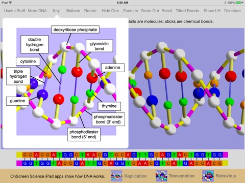 OnScreen DNA Model screenshot 4