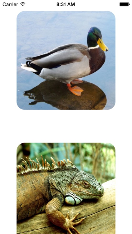 Jigsaw Puzzle Quiz screenshot-3