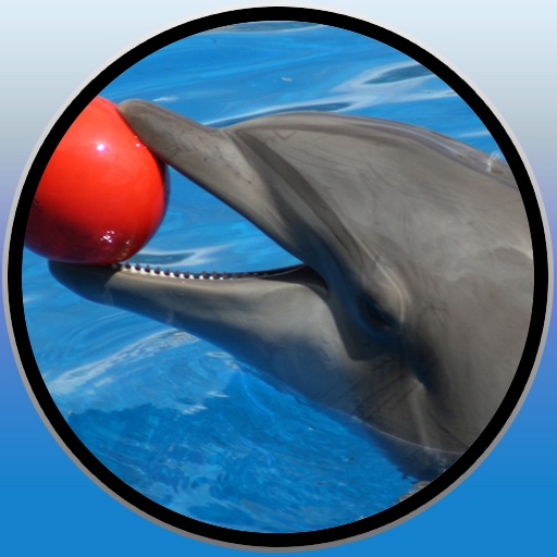 games and dolphin for my baby icon
