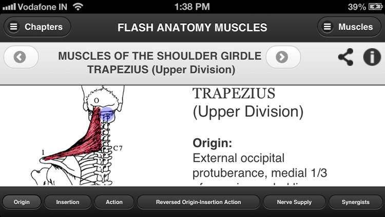 Flash Anatomy Muscles - Free