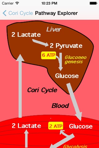 BiochemPaths screenshot 4