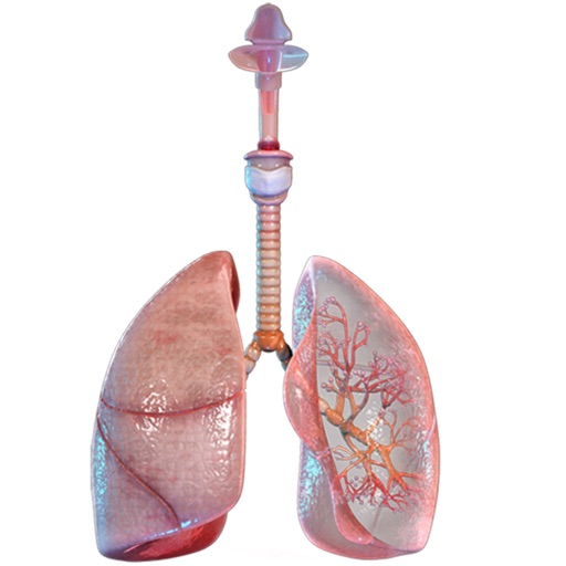 Virtual Reality(VR)Human Lungs