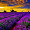 lavender Wallpapers HD: Quotes Backgrounds with Art Pictures