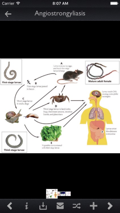 Infectious Diseases Database
