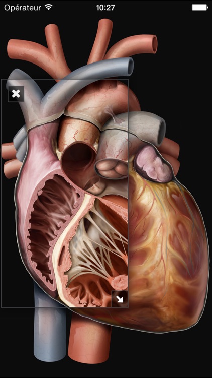 Virtual Human Body screenshot-4