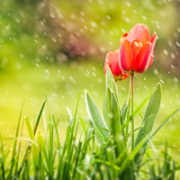 Nature-sounds pour PC