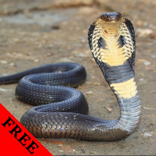 Snake Photos & Video Galleries FREE icon