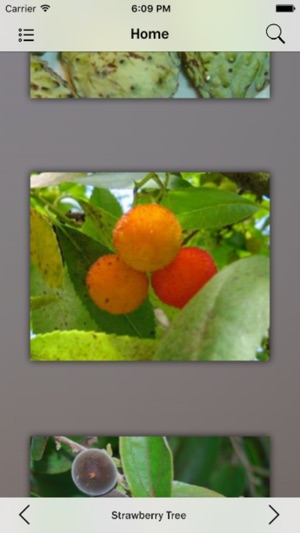 Fruits Database(圖4)-速報App
