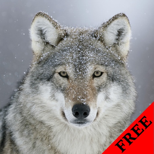 Wolf Photos & Video Galleries FREE icon