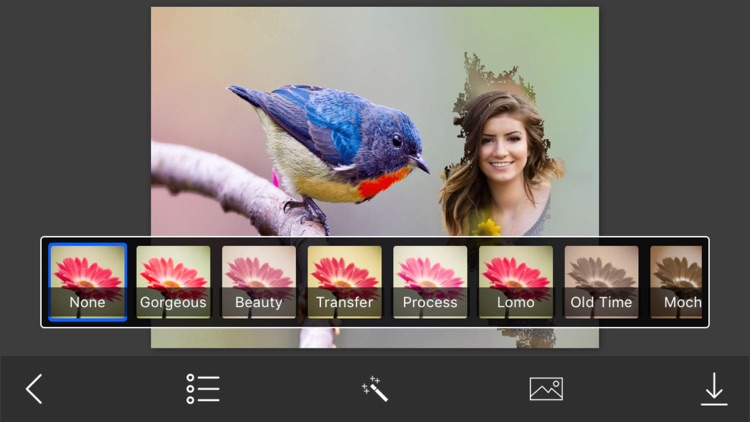 Bird Photo Frames - Creative Frames for your photo