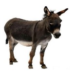 Donkey Sound Effects - Lovable Sounds Ringtones and More from this Furry Animal
