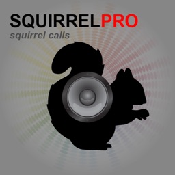 REAL Squirrel Calls and Squirrel Sounds for Hunting!