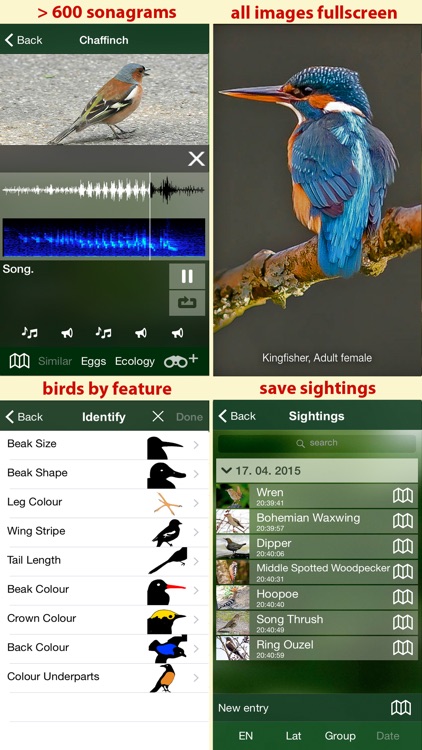 Birds of Germany - a field guide to identify the bird species native to Germany screenshot-4