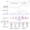 "Basal Body Temperature (BBT) Calculator" is a program that helps women in the writing, understanding and archiving (for future reference) of diagrams that illustrate the evolution over the time of their basal body temperature (measured near vaginal area upon waking, before getting out of bed)