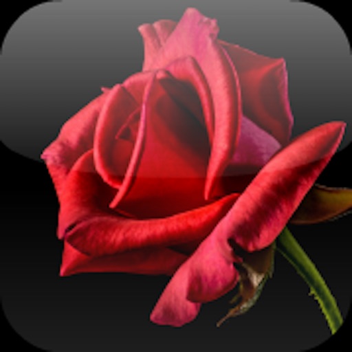 Live Fantasy Bachelorette - Live Game for the Bachelorette TV Show iOS App