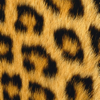 Atlas Labs - Animal Print Wallpapers アートワーク