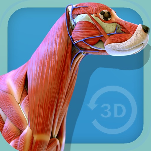 Visual Anatomy - Canine