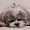 Icon Dog Breeds: Dogs barking sounds, identification, whisperer, emotional free