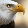 Free Eagle Wallpapers