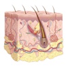 Dermatology Miniatlas